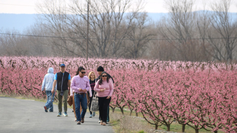 Primers turistes que visiten els camps d'arbres fruiters florits en el marc de la campanya de fruiturisme a Aitona Primers turistes que visiten els camps d'arbres fruiters florits en el marc de la campanya de fruiturisme a Aitona