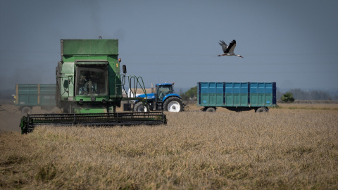 EuropaPress_6293284_maquinas_agricolas_recolectando_arroz_campos_isla_mayor_22_octubre_2024 Máquinas recolectan arroz en los campos de Isla Mayor, Sevilla.