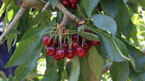 Cireres en una finca, en una imatge d'arxiu