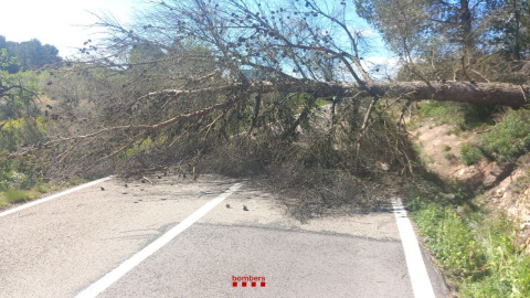 Arbre caigut a una carretera catalana pel temporal de vent. 29/03/2025 Arbre caigut a una carretera catalana pel temporal de vent d'aquest dissabte.