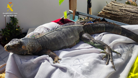 El Seprona detiene a 13 personas relacionadas con tráfico ilícito de especies protegidas