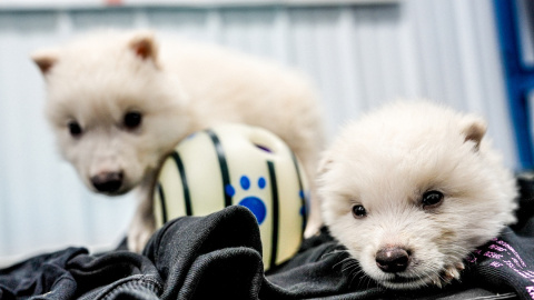 Imagen de los dos cachorros de lobo huargo, Rómulo y Remo, de un mes de edad, en noviembre de 2024.