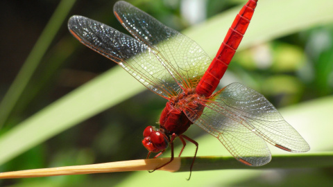 Los insectos que están desapareciendo y cómo afecta a los ecosistemas