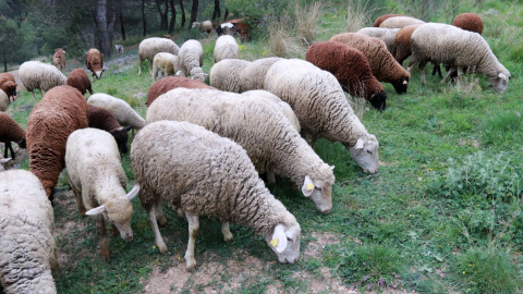 Ramat d'ovelles a Collserola - 16/04/2025 El ramat d'ovelles subcontractat per l'AMB per desbrossar Collserola.