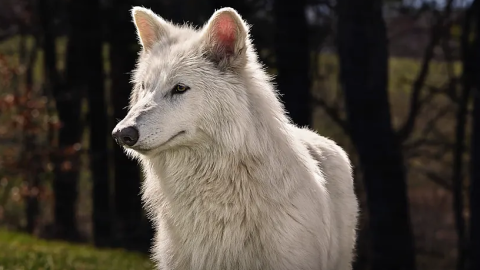 lobos gigantes Fotograma de un vídeo de Colossal cedido a la revista Time. Colossal