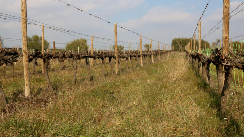 Una vinya de Família Torres on es practica l'agricultura regeneratva, deixant aflorar enmig del conreu Una vinya de Família Torres on es practica l'agricultura regeneratva, deixant aflorar enmig del conreu