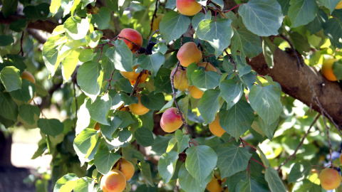 Albercocs a punt de collir en una finca de Seròs