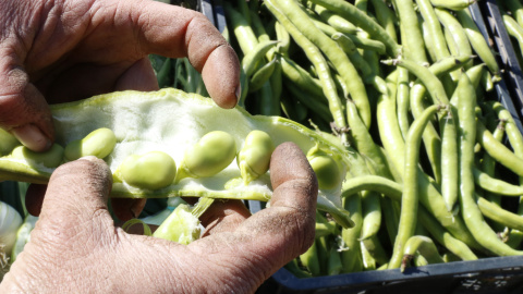 Pla detall de la mà d'un pagès obrint una beina i mostrant faves