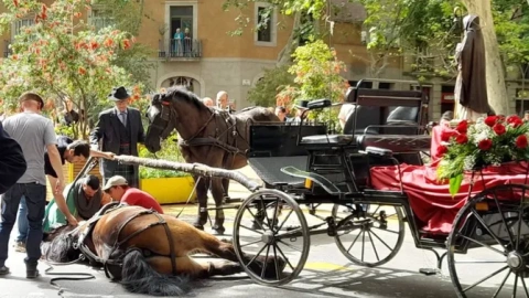 Cavall El cavall que s'ha desplomat en plena desfilada dels Tres Tombs a Barcelona.