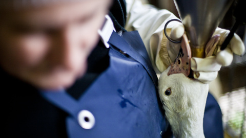 Una oca sufre el proceso de alimentación forzada en una granja española. Una oca sufre el proceso de alimentación forzada en una granja española.