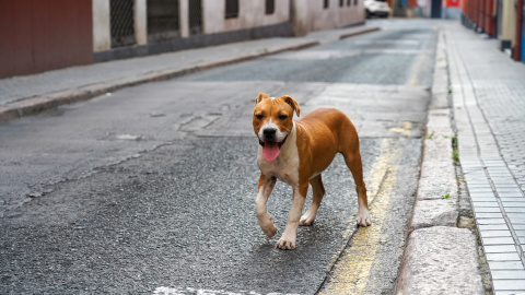 Un perro abandonado en una calle céntrica de Sevilla, a 23 de abril de 2020.