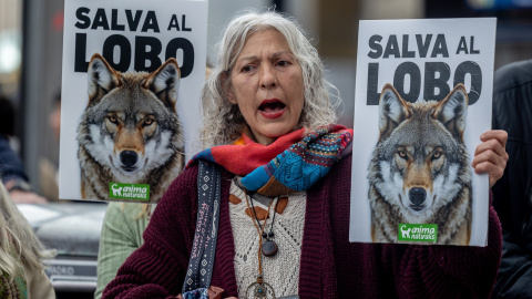 Una persona muestra un cartel durante la concentración ‘Salvar al lobo ibérico’, en la Plaza de Callao, a 5 de abril de 2025, en Madrid. Una persona muestra un cartel durante la concentración ‘Salvar al lobo ibérico’, en la Plaza de Callao, a 5 de abril de 2025, en Madrid.