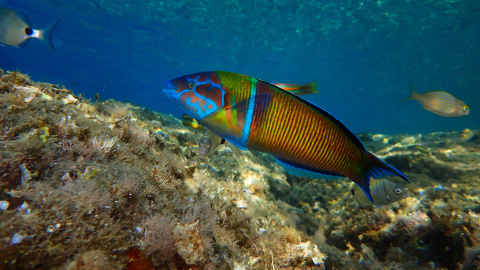 Un fadrí en una des les zones analitzades Un fadrí en una des les zones analitzades