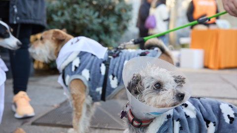 Dos perros durante la San Perrestre 2023, a 30 de diciembre de 2023, en Madrid