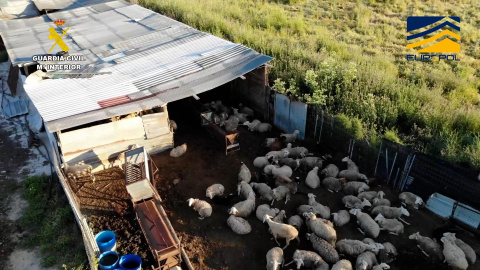 animales red Fotografía de una de las granjas de Navahermosa (Toledo) desmanteladas por el Seprona de la Guardia Civil.