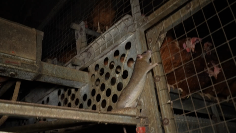 Ratas documentadas en la granja de Llucmajor (Mallorca).