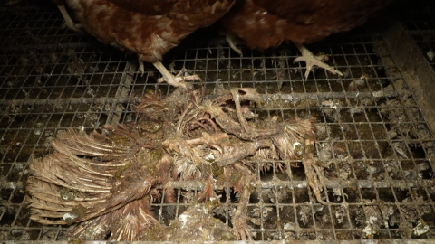 Cadáveres en descomposición en la granja de Llucmajor (Mallorca).