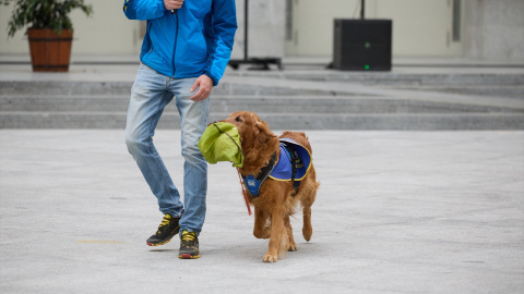 Exhibición de perros de asistencia de la Fundación Roncescan, en el Palacio de Cibeles, a 19 de enero de 2025, en Madrid. Exhibición de perros de asistencia de la Fundación Roncescan, en el Palacio de Cibeles, a 19 de enero de 2025, en Madrid.