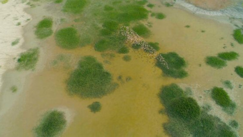 Se estrena la película más original y necesaria sobre Doñana 