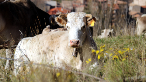 El seneci del Cap amenaça les pastures de muntanya