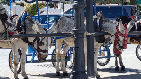 Imagen de burro-taxis en Mijas (Málaga). Imagen de burro-taxis en Mijas (Málaga).