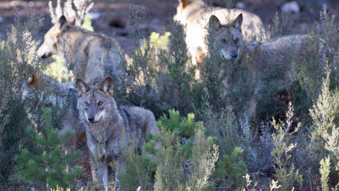 EuropaPress_2664101_varios_lobos_ibericos_centro_lobo_iberico_localidad_robledo_sanabria_plena Robledo de Sanabria. El Centro del Lobo de Castilla y Leon alberga en sus instalaciones 11 ejemplares de Lobo Iberico (Canis Lupus Signatus) en situacion de semilibertad y esta abierto tres dias a la semana durante todo el año. El Centro, abierto en 2015, intenta divulgar la convivencia historica entre lobo y ser humano en la Sierra de la Culebra, lugar de mayor concentracion de este canido en el sur de Europa.