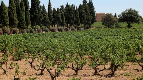 Vinyes del Penedès, en una imatge d'arxiu Vinyes del Penedès, en una imatge d'arxiu