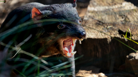 ¿Cuáles son los animales que más comen?