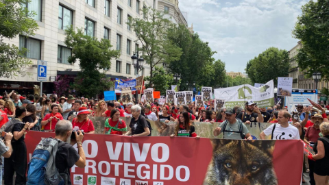 El movimiento por la protección del lobo pide otra gestión de la especie: “Matar no sirve de nada” El movimiento por la protección del lobo pide otra gestión de la especie: “Matar no sirve de nada”