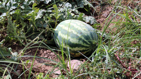 Una síndria a punt per collir al Prat de Llobregat Una síndria a punt per collir al Prat de Llobregat