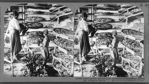 Cultivo de moreras en Líbano para la cría de gusanos de seda que atendiera la demanda de la industria textil de Gran Bretaña