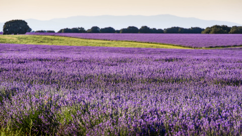 Campos de lavanda campos de lavanda de Brihuega