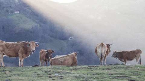 Las nuevas organizaciones arrasan en las primeras elecciones del campo asturiano en 23 años