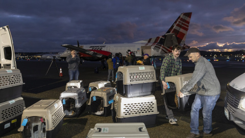 EuropaPress_6449014_january_12_2025_seattle_washington_us_staff_members_with_seattle_humane Mascotas viajando en avión