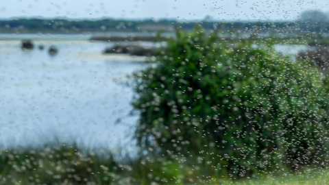 EuropaPress_6635766_nubes_mosquitos_parque_nacional_donana_abril_2025_almonte_huelva_andalucia Nubes de mosquitos en el Parque Nacional de Doñana