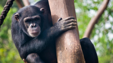 Imagen de un chimpancé en Sierra Leona.