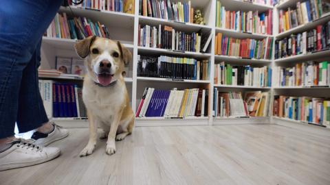 Un perro en la librería Re-Read, a 23 de abril de 2023, en Madrid. Un perro en la librería Re-Read de Madrid.