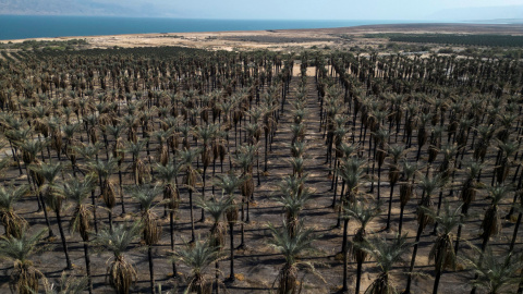 Plantaciones de palmeras en Kayla, un asentamiento israelí organizado como un kibutz, en la Cisjordania ocupada, cerca de la parte norte del mar Muerto (24/08/23)