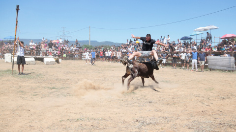 Vaquetes (1) Un home salta per sobre d'una vaqueta a la tempta de vaquetes del Morell, un dels dos únics municipis del Camp de Tarragona que manté els espectacles taurins a les festes majors.