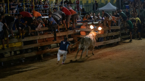 embolat (1) Un participant agafa de la cua un bou emblat a Lligallo del Gànguil, al municipi de Sant Jaume d'Enveja.