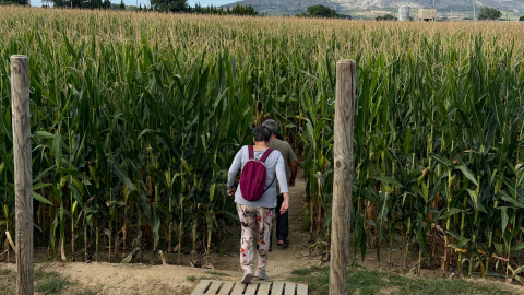 Una parella entra en el laberint de blat de moro de Serra de Daró Una parella entra en el laberint de blat de moro de Serra de Daró