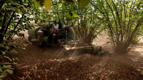 Imatge d'arxiu d'una pagesa plegant avellanes