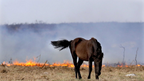 San Martín de Pusa se convierte en oasis para los animales castigados por los incendios
