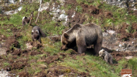 La Fundación Oso Pardo alerta del impacto de los incendios sobre hábitats críticos