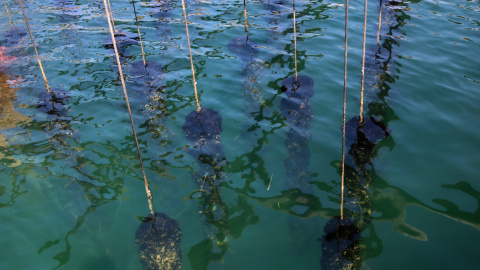 Cordes amb musclos dins de l'aigua de la badia dels Alfacs Cordes amb musclos dins de l'aigua de la badia dels Alfacs
