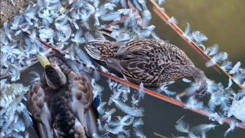 PososAnaraquia_GripeAviar Pese a las denuncias vecinales, los patos vivos convivieron durante días con los muertos en el Parque de Huelin de Málaga.