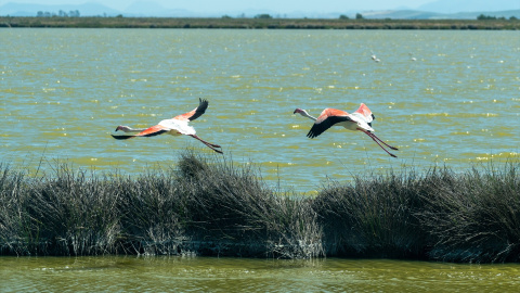 Aves en el Parque Nacional de Doñana en Sevilla. (Archivo). Aves en el Parque Nacional de Doñana en Sevilla. (Archivo).