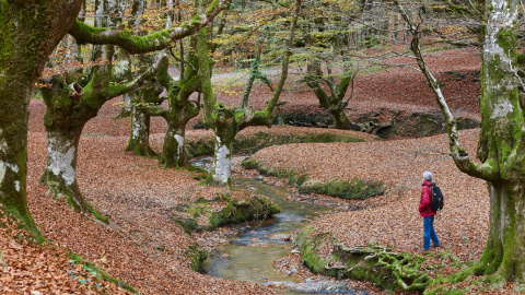 Bosque de Otzarreta