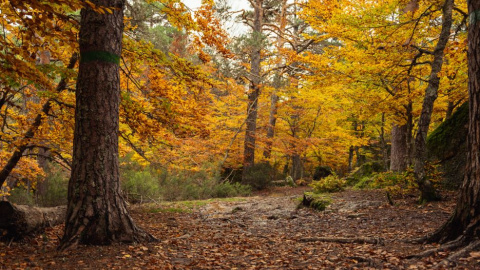 Sierra de Urbión y Laguna Negra