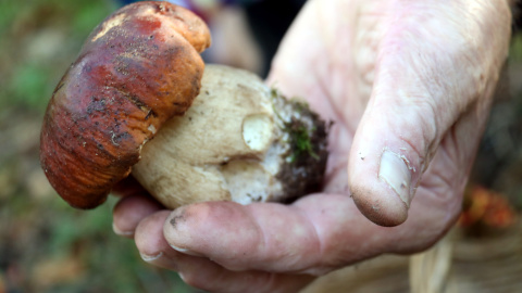 La mà d'un boletaire amb un cep La mà d'un boletaire amb un cep